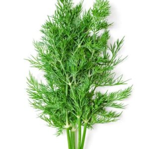 Dill Leaves