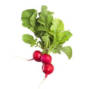 BABY RADISH