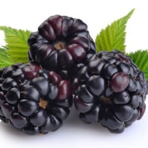 Black Berry
