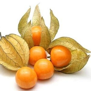 FIGS FRESH