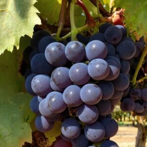 Grapes Black Imported