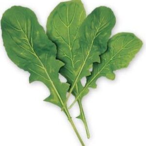 LETTUCE ROCKET