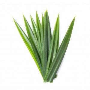 PANDAN LEAVES