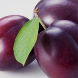Plum Imported
