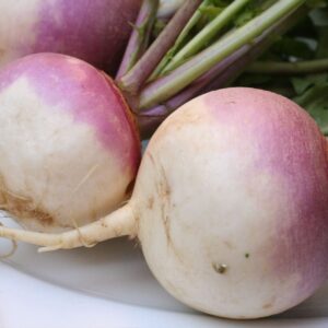 TURNIP