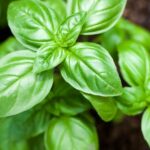 BASIL