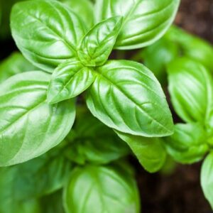 BASIL