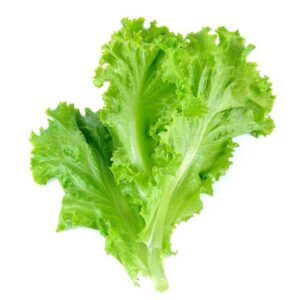 LETTUCE GREEN