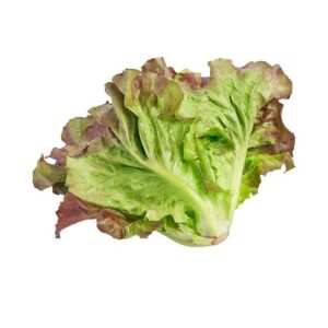 LETTUCE LOLLOROSSA RED