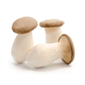 MUSHROOM KING OYSTER 3P